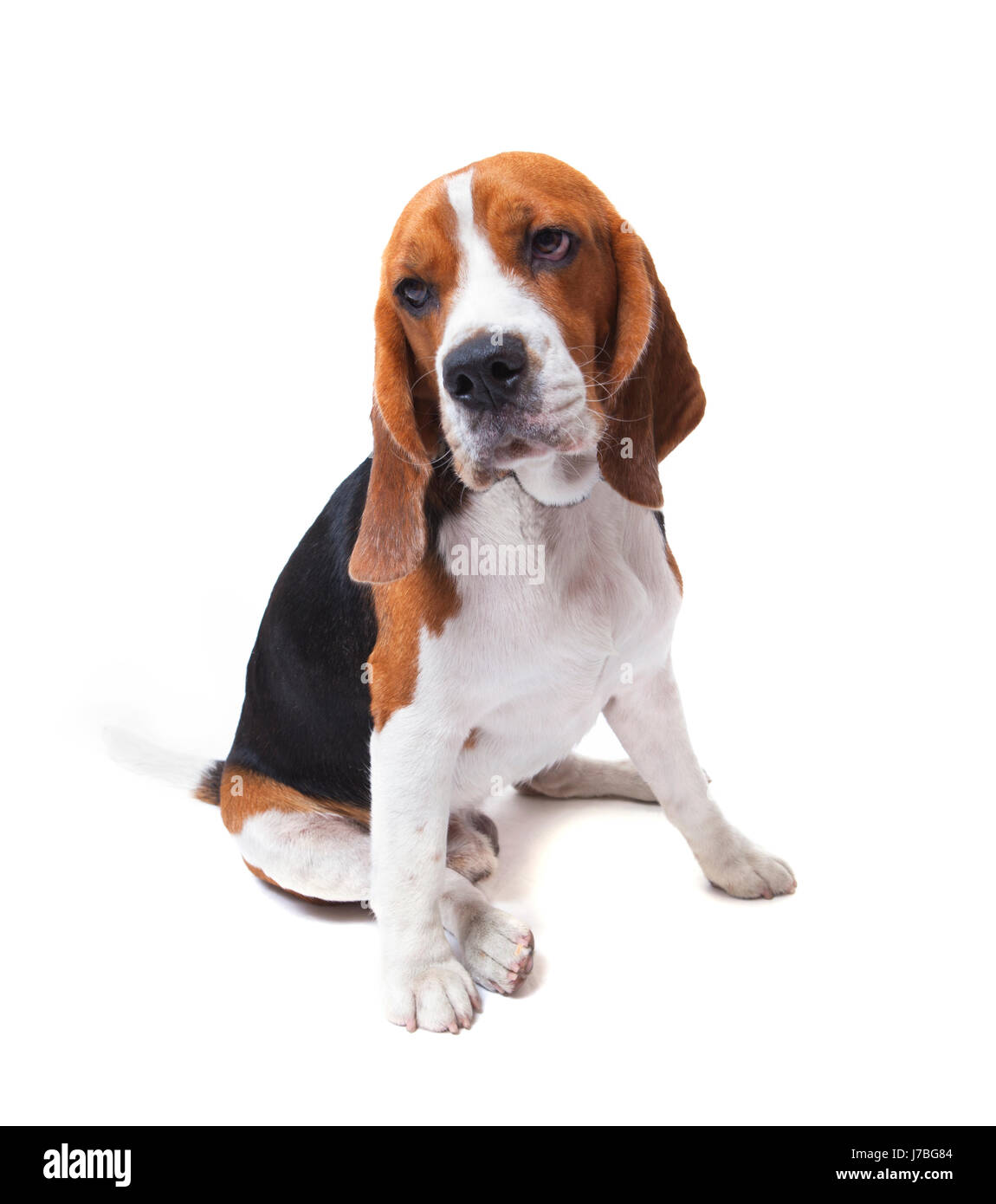 Visage de chien beagle sur fond blanc utiliser pour animaux domestiques thème Banque D'Images