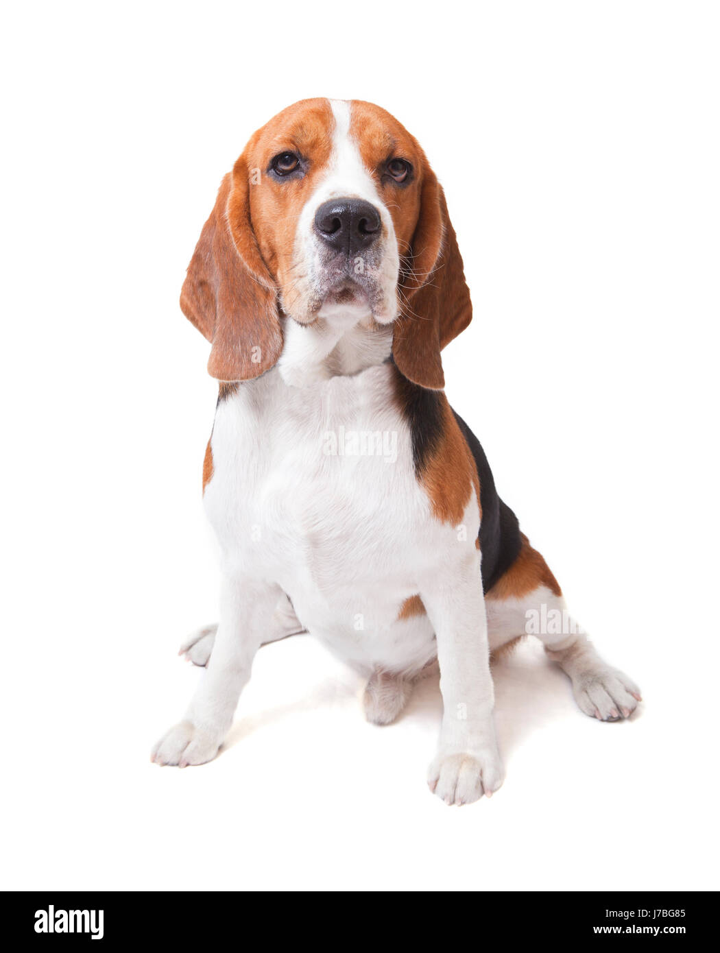 Visage de chien beagle sur fond blanc Banque D'Images