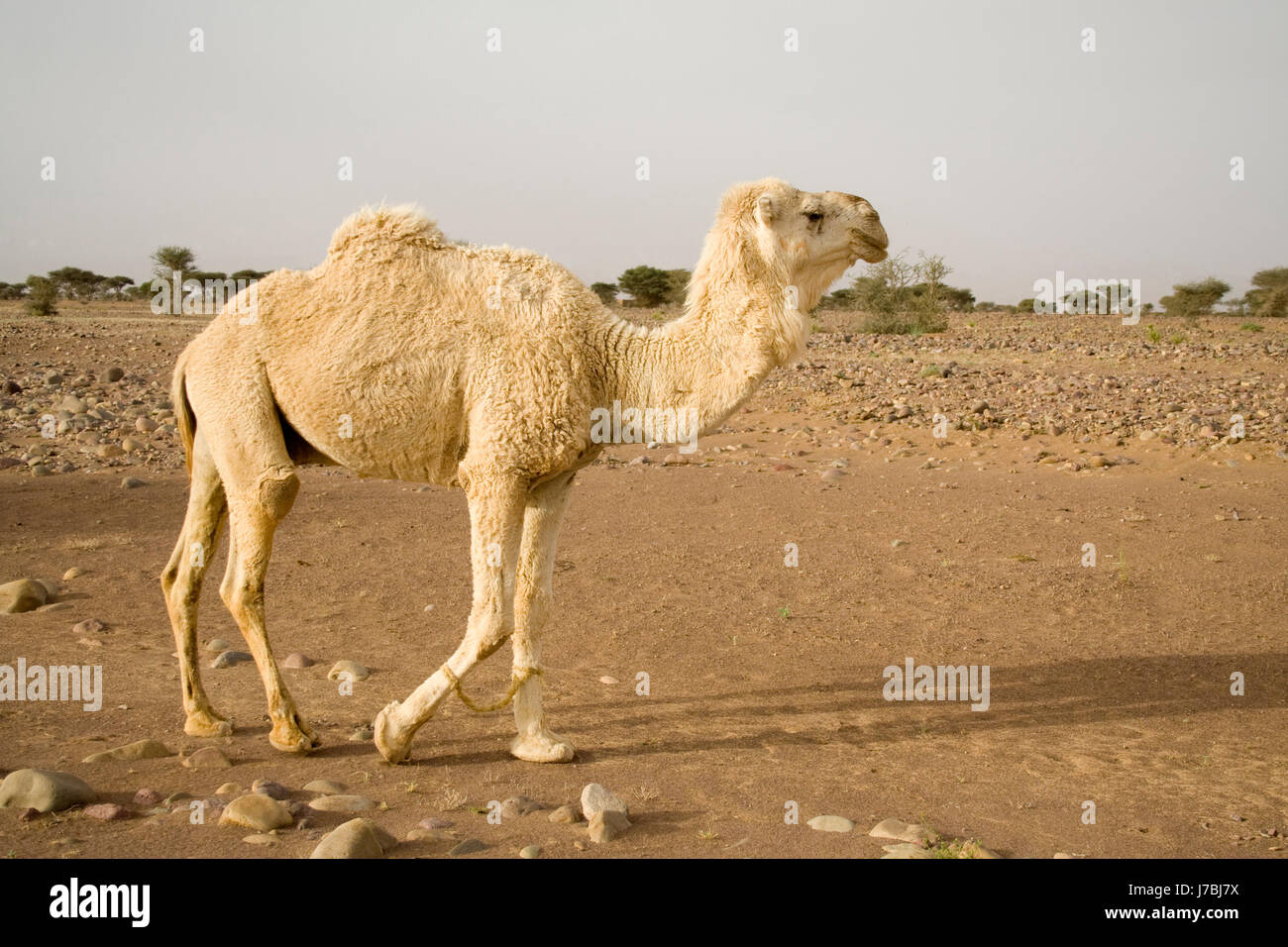 Désert désert sud Maroc arabe Chameau Dromadaire pattes jambes obstruée Banque D'Images