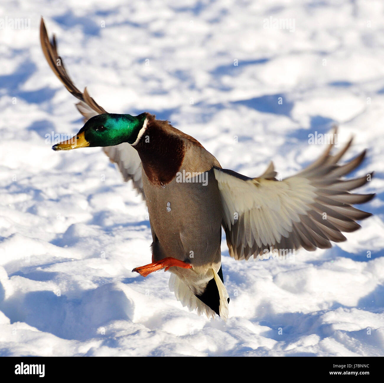 La faune hunter mots croisés de canard la chasse au canard en caoutchouc de passage de l