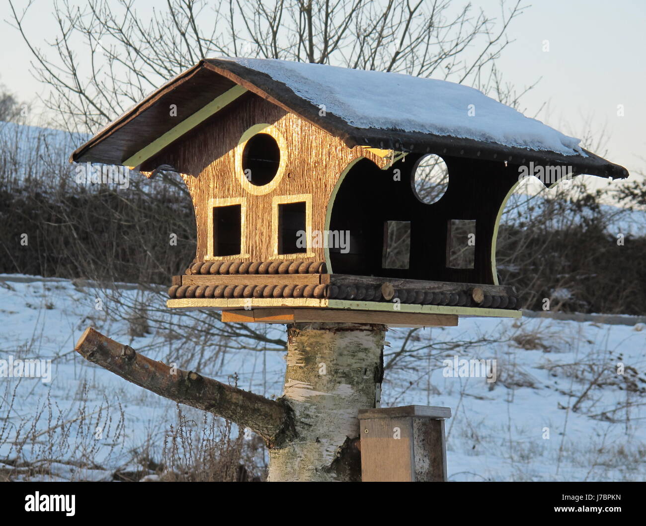 Les oiseaux se nourrissent d'oiseaux d'hiver fourrage protection protection protection contacteur volière Banque D'Images