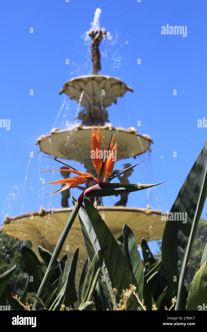 Plante fleur bleu orange vert fontaine exotique magnifique ciel firmament Banque D'Images