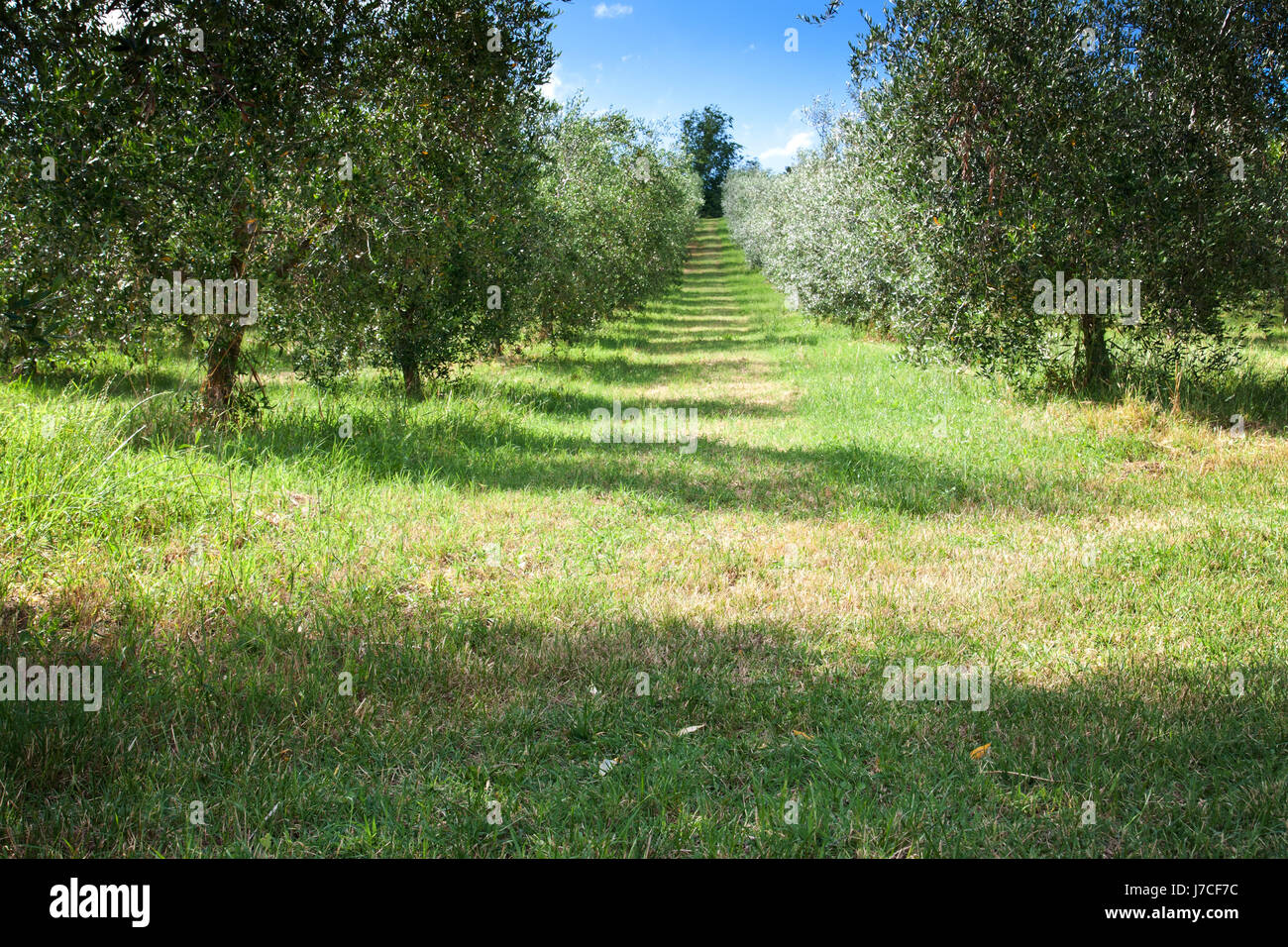 Olive Grove meadow olives italie olivenhain die marken italien le olivenplantage Banque D'Images