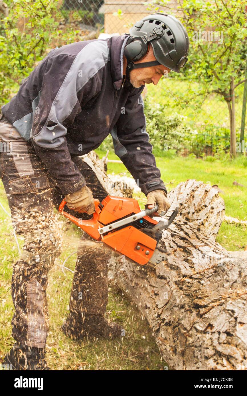 Fendeur coupe la scie à chaîne. Bûcheron professionnel couper un grand  arbre dans le jardin Photo Stock - Alamy