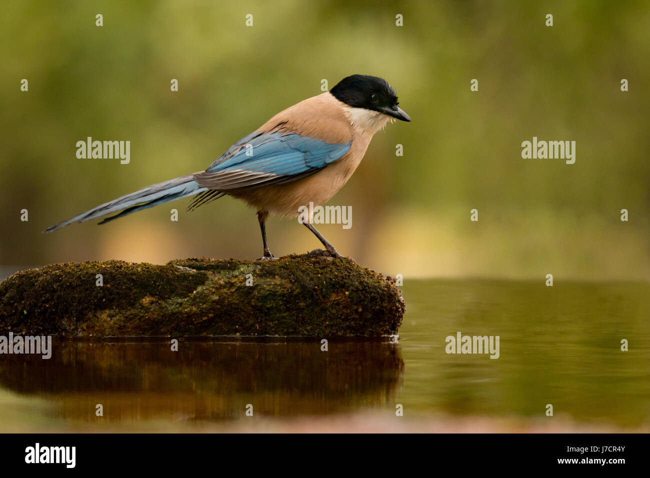 Oiseau Noir Avec Tête Et Queue Bleu Sur Une Pierre Au Milieu