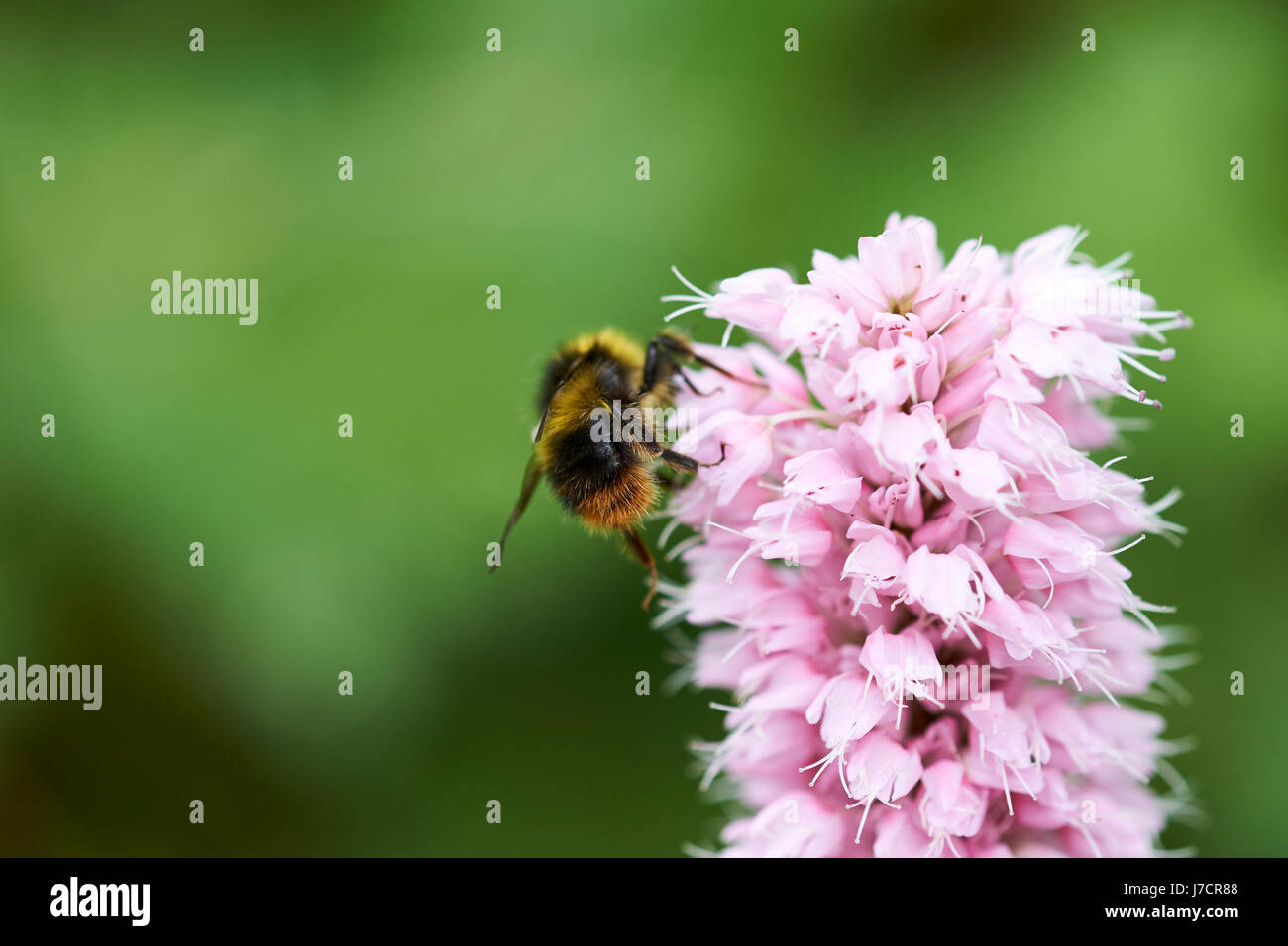 Buff-Tailed de bourdons (Bombus terrestris) recueillir le nectar des fleurs un Bistorta 'Superba' (Persicaria bistorta) jardin plante, UK. Banque D'Images