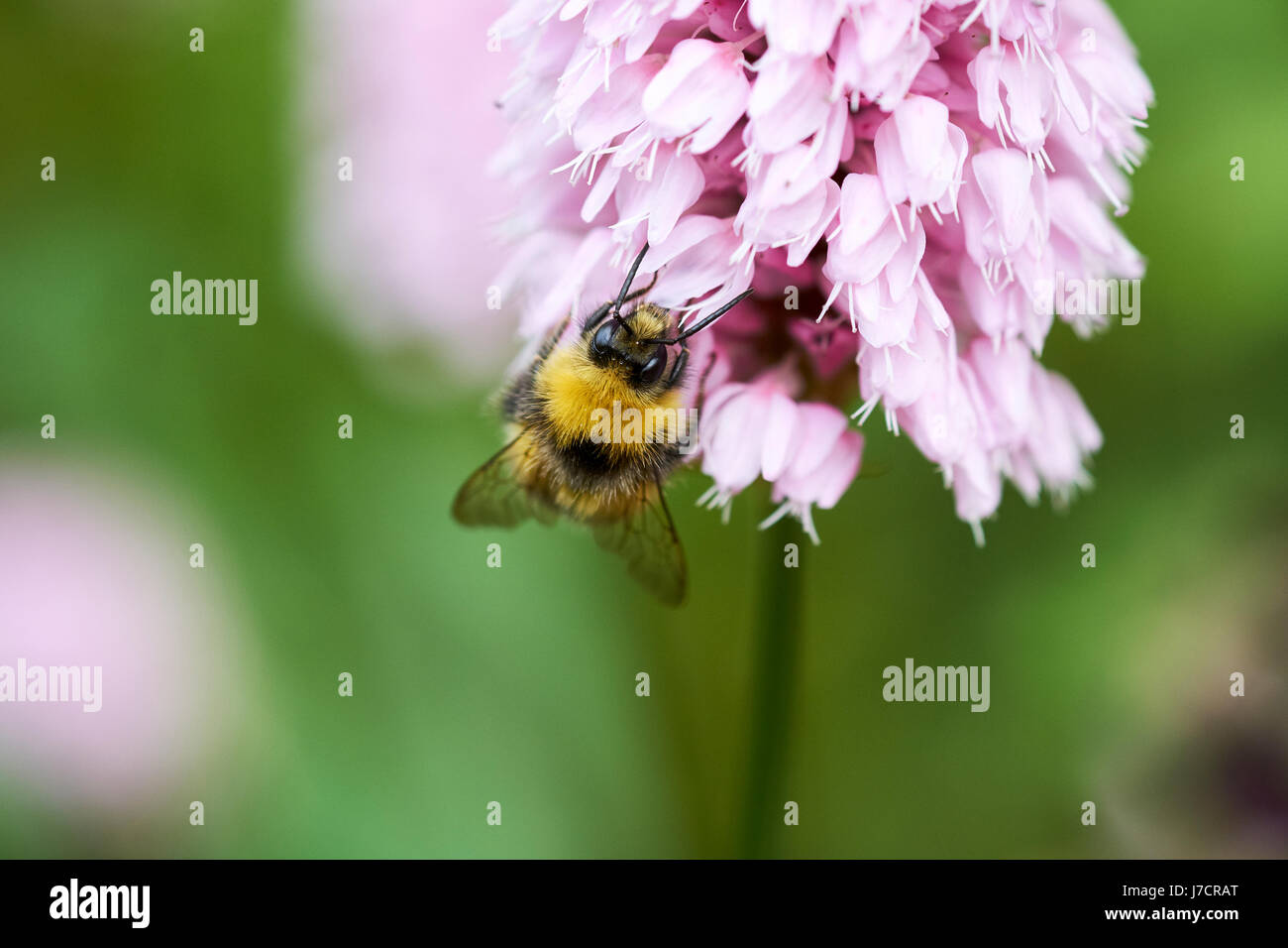 Buff-Tailed de bourdons (Bombus terrestris) recueillir le nectar des fleurs un Bistorta 'Superba' (Persicaria bistorta) jardin plante, UK. Banque D'Images