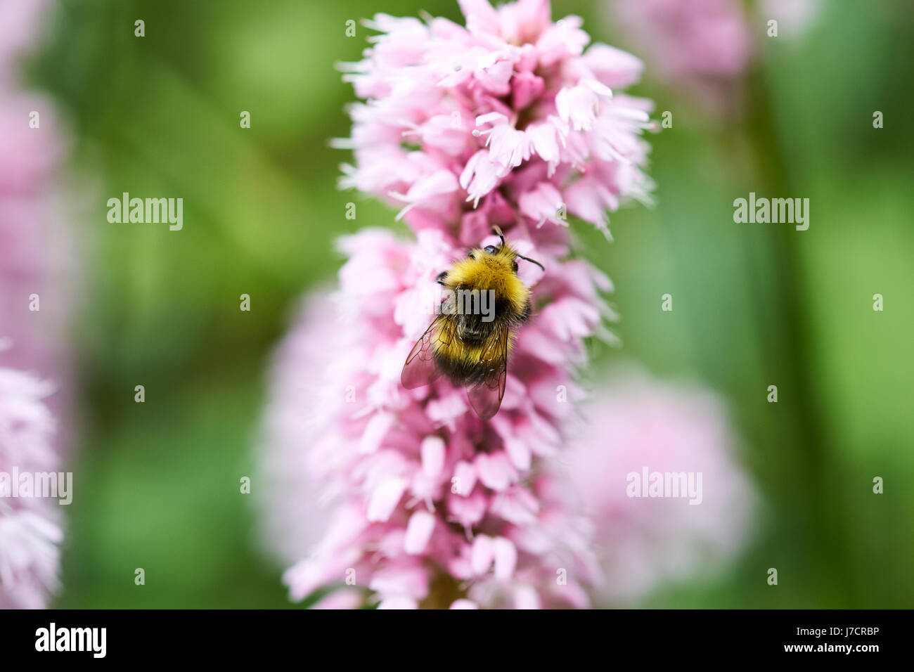 Buff-Tailed de bourdons (Bombus terrestris) recueillir le nectar des fleurs un Bistorta 'Superba' (Persicaria bistorta) jardin plante, UK. Banque D'Images