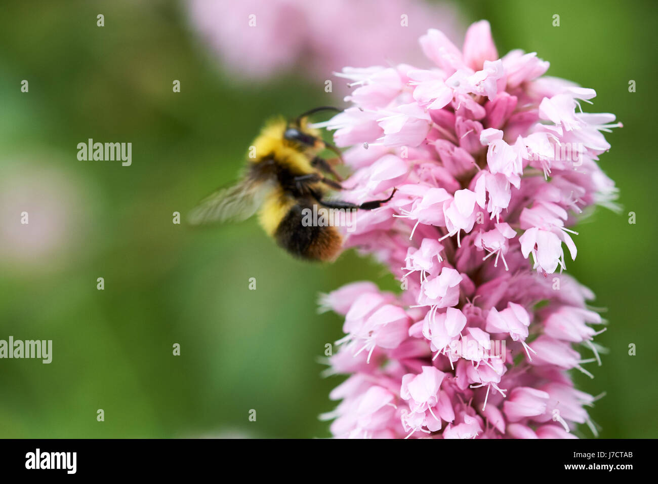Une floraison Bistorta 'Superba' (Persicaria bistorta) jardin plante avec un Buff-Tailed de bourdons (Bombus terrestris) la collecte de nectar dans le backgroun Banque D'Images