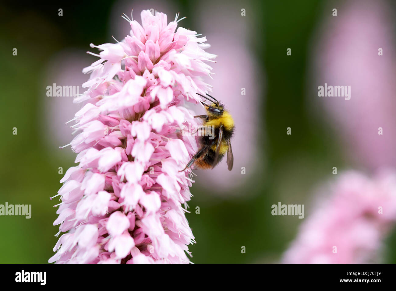 Buff-Tailed de bourdons (Bombus terrestris) recueillir le nectar des fleurs un Bistorta 'Superba' (Persicaria bistorta) jardin plante, UK. Banque D'Images