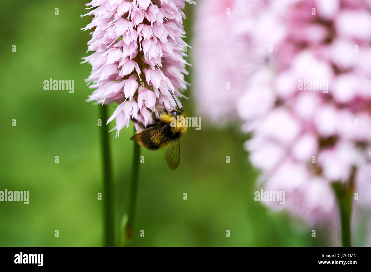 Buff-Tailed de bourdons (Bombus terrestris) recueillir le nectar des fleurs un Bistorta 'Superba' (Persicaria bistorta) jardin plante, UK. Banque D'Images