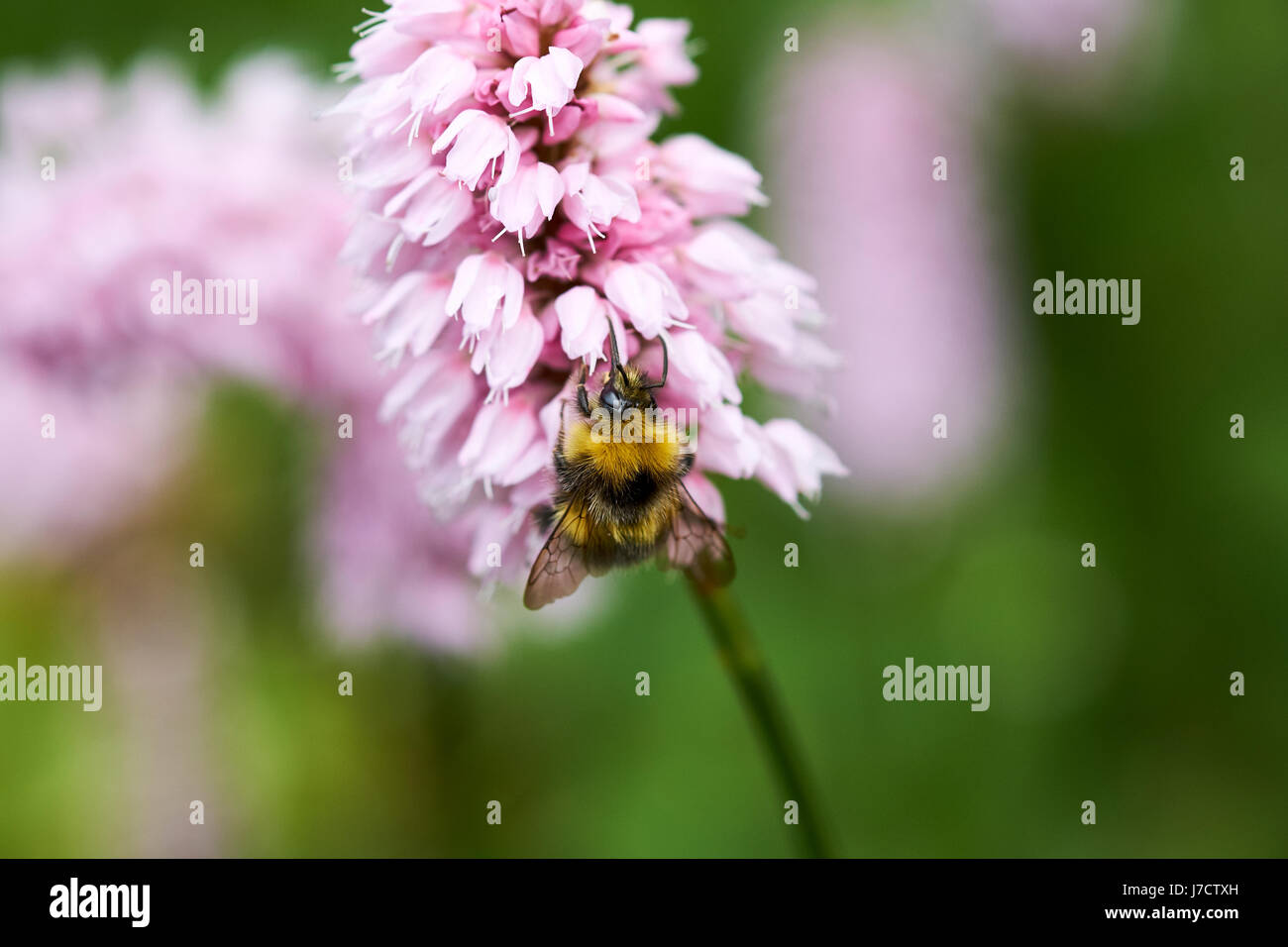 Buff-Tailed de bourdons (Bombus terrestris) recueillir le nectar des fleurs un Bistorta 'Superba' (Persicaria bistorta) jardin plante, UK. Banque D'Images