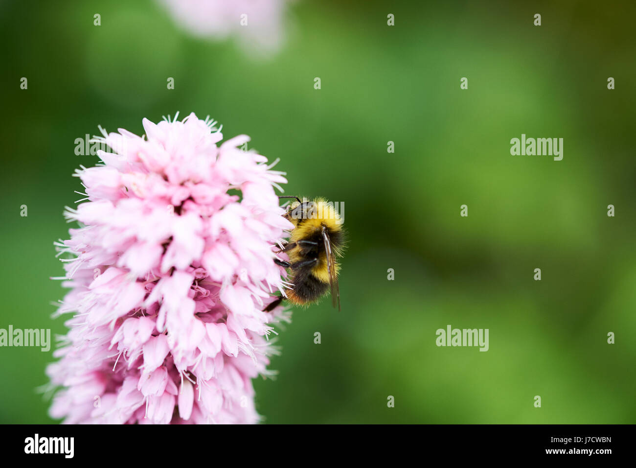 Buff-Tailed de bourdons (Bombus terrestris) recueillir le nectar des fleurs un Bistorta 'Superba' (Persicaria bistorta) jardin plante, UK. Banque D'Images