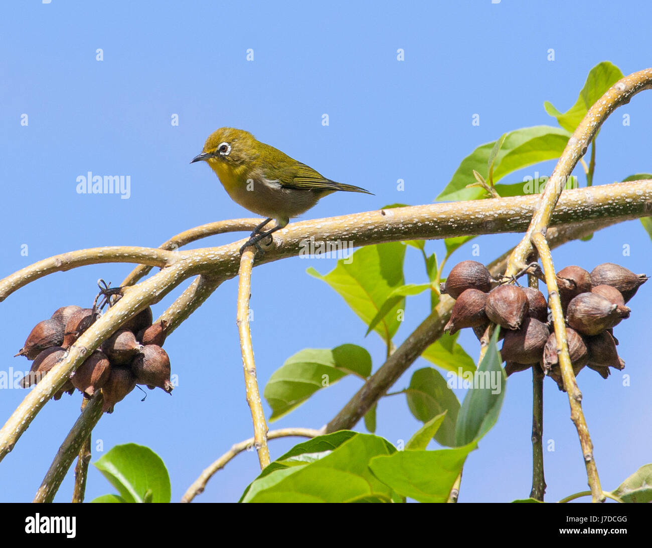 L'œil blanc du Japon Banque D'Images