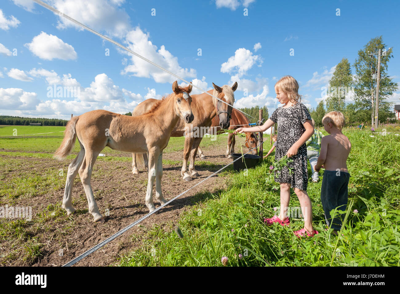 Les petits enfants et les chevaux Banque D'Images