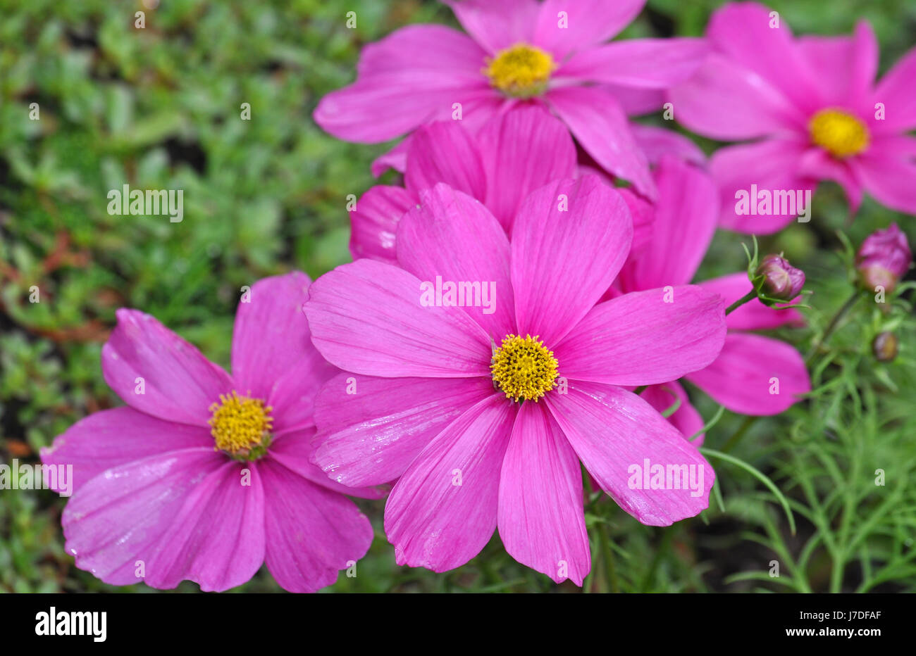 Beau jardin de fleurs cosmos rose Banque D'Images