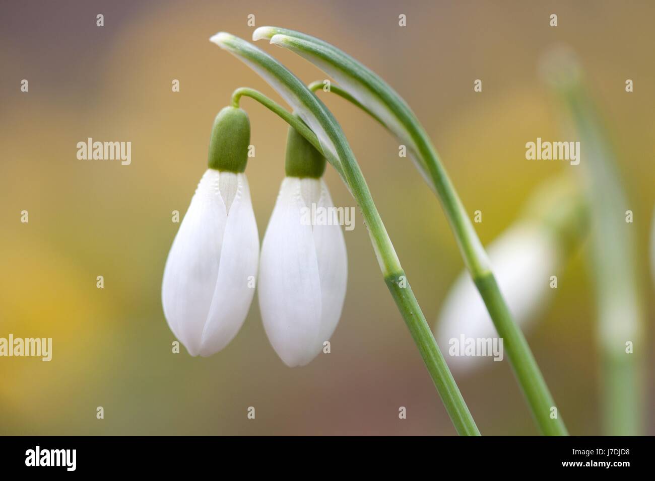 Fleur plante verte hiver perce-neige fleur fleurir froid florissant Banque D'Images