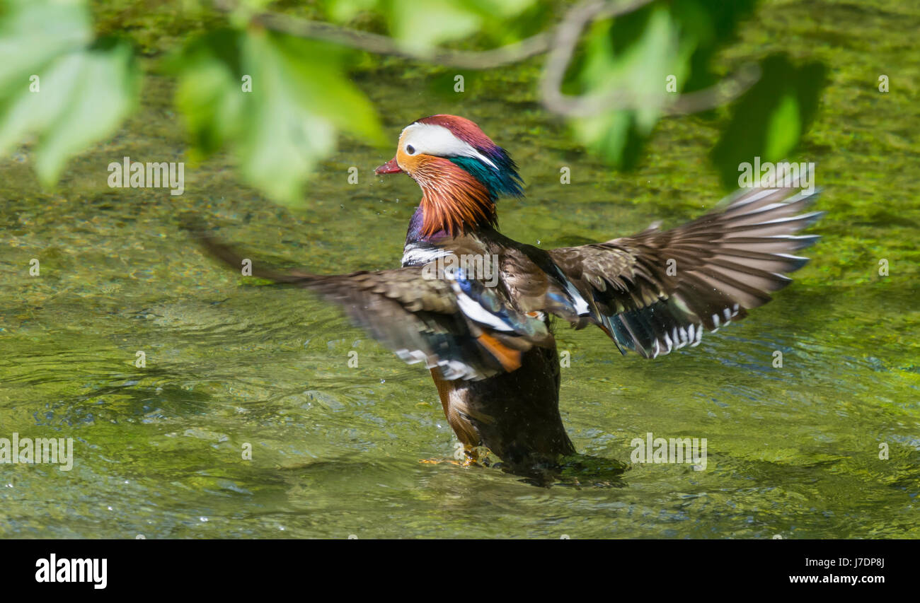 Drake Canard mandarin (Aix galericulata) sur l'eau avec des ailes étirés en ressort dans le West Sussex, Angleterre, Royaume-Uni. Banque D'Images