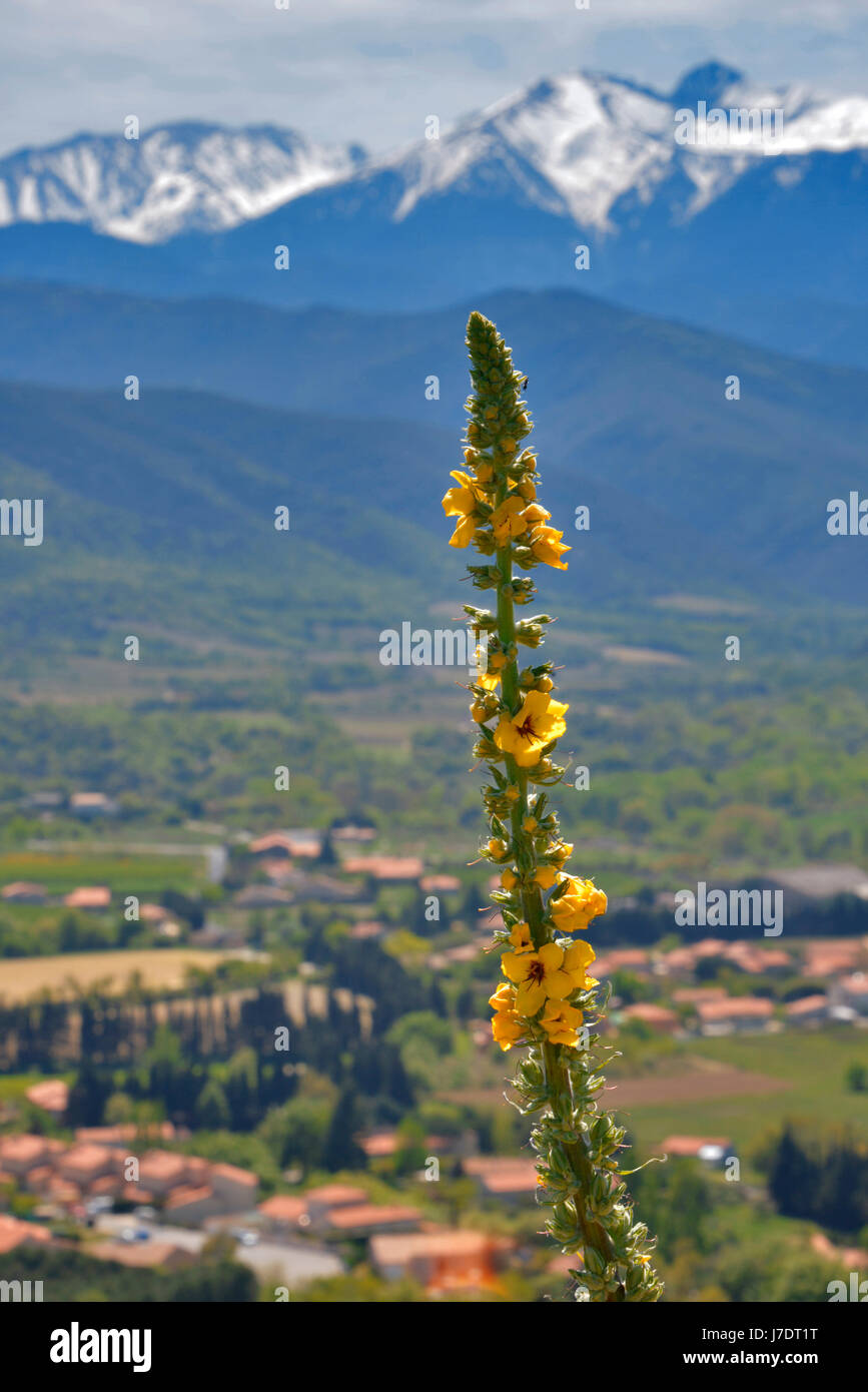 Fleur alpine dans le sud de la France, avec le Mont Canigou Catalan en arrière-plan. Le village de Rodes, près de Perpignan de la N116 à l'Andorre. Banque D'Images