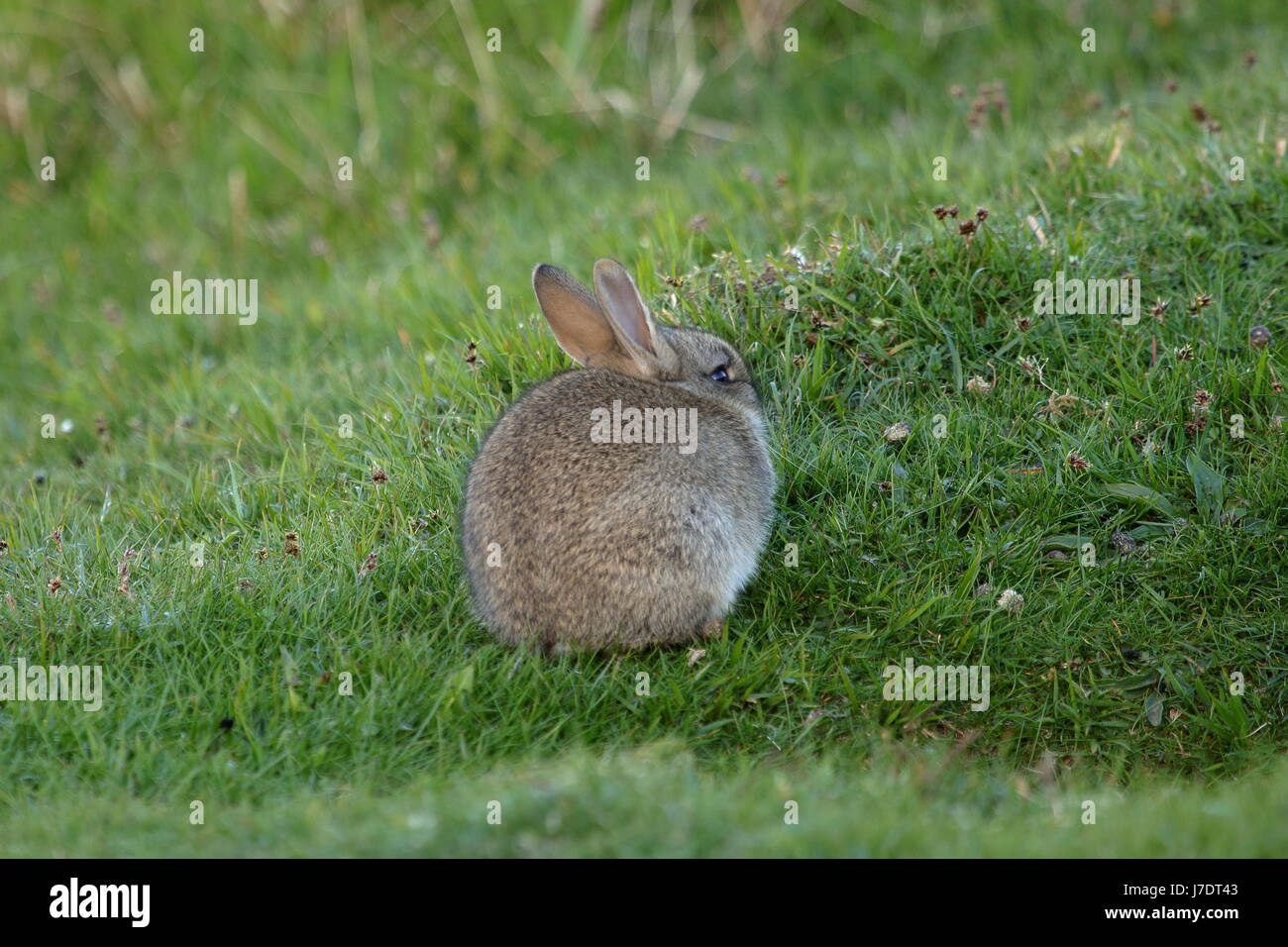 Sauvages juvéniles lapin (Oryctolagus cuniculus) blotti sur une banque d'herbe Banque D'Images