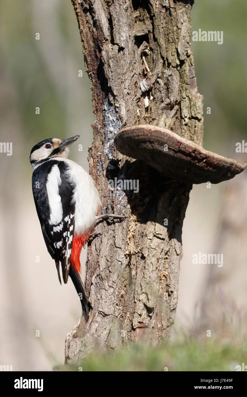 Great spotted woodpecker (Dendrocopos major) adulte perché sur souche d'arbre, Roumanie Banque D'Images