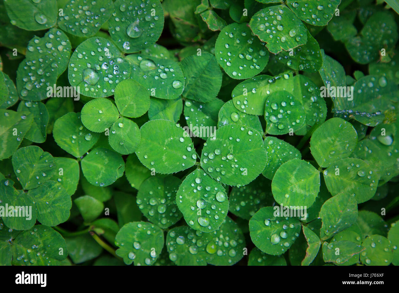 Gouttes de pluie sur trois patch leaf clover Banque D'Images