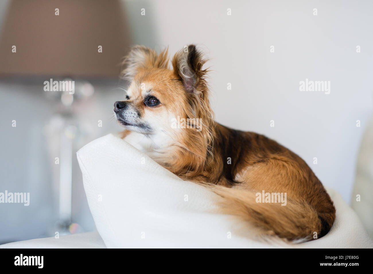Chien Chihuahua Banque D'Images