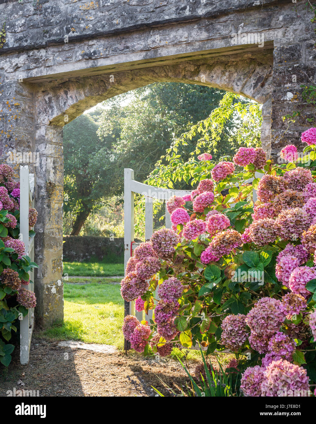 Hortensias rose à la porte de la cour murée Banque D'Images