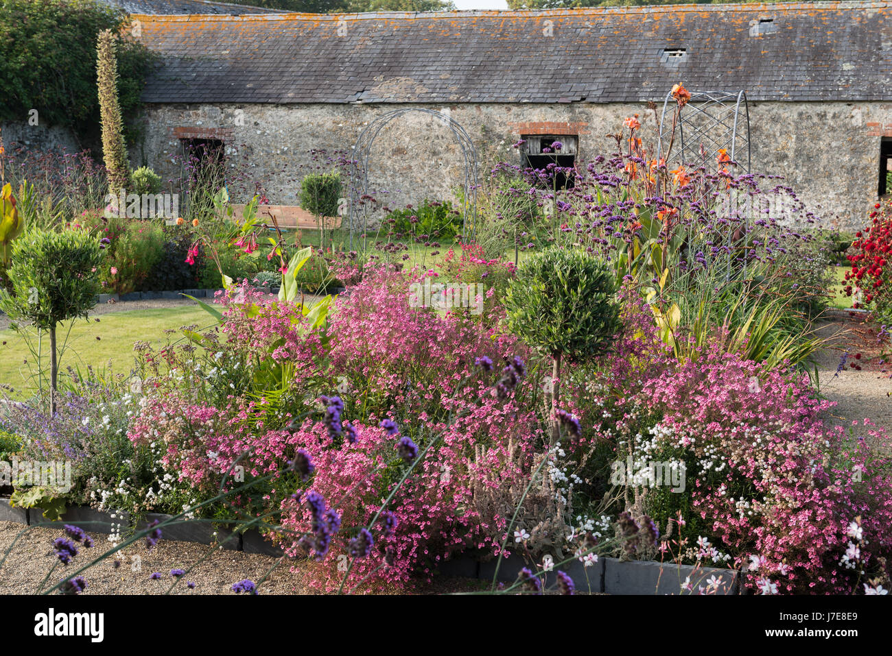 Canna 'Fiery Wyoming' et violet Verveine bonariensis tower sur une mousse de diascia rose Banque D'Images