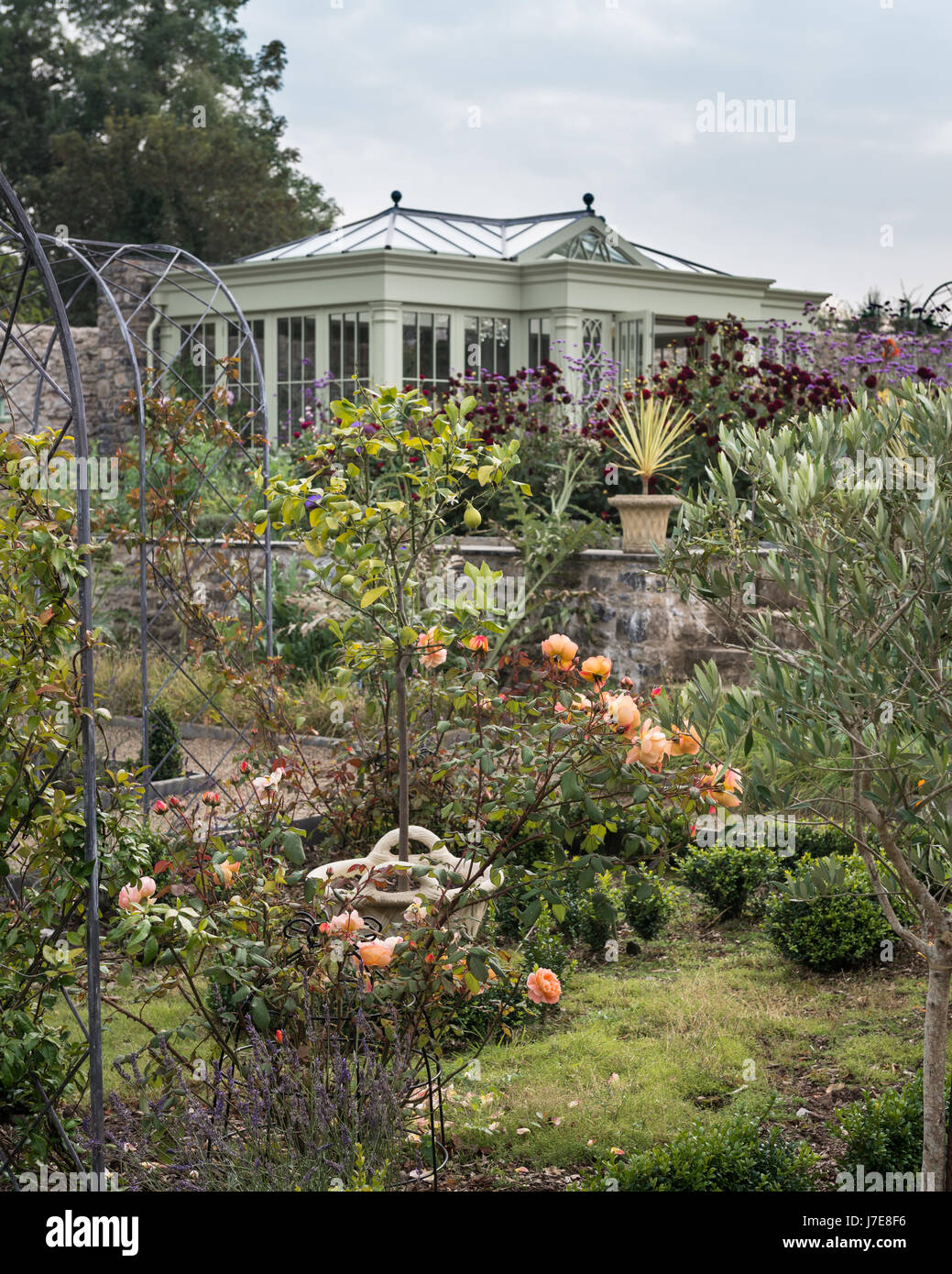 Abricot "Lady Emma Hamilton' roses et la maison d'été par David Salisbury dans l'arrière-plan Banque D'Images