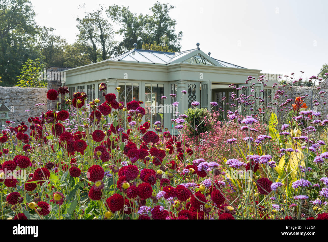 Verbena bonariensis et Dahlia 'Arabian night' avec la maison d'été dans l'arrière-plan Banque D'Images