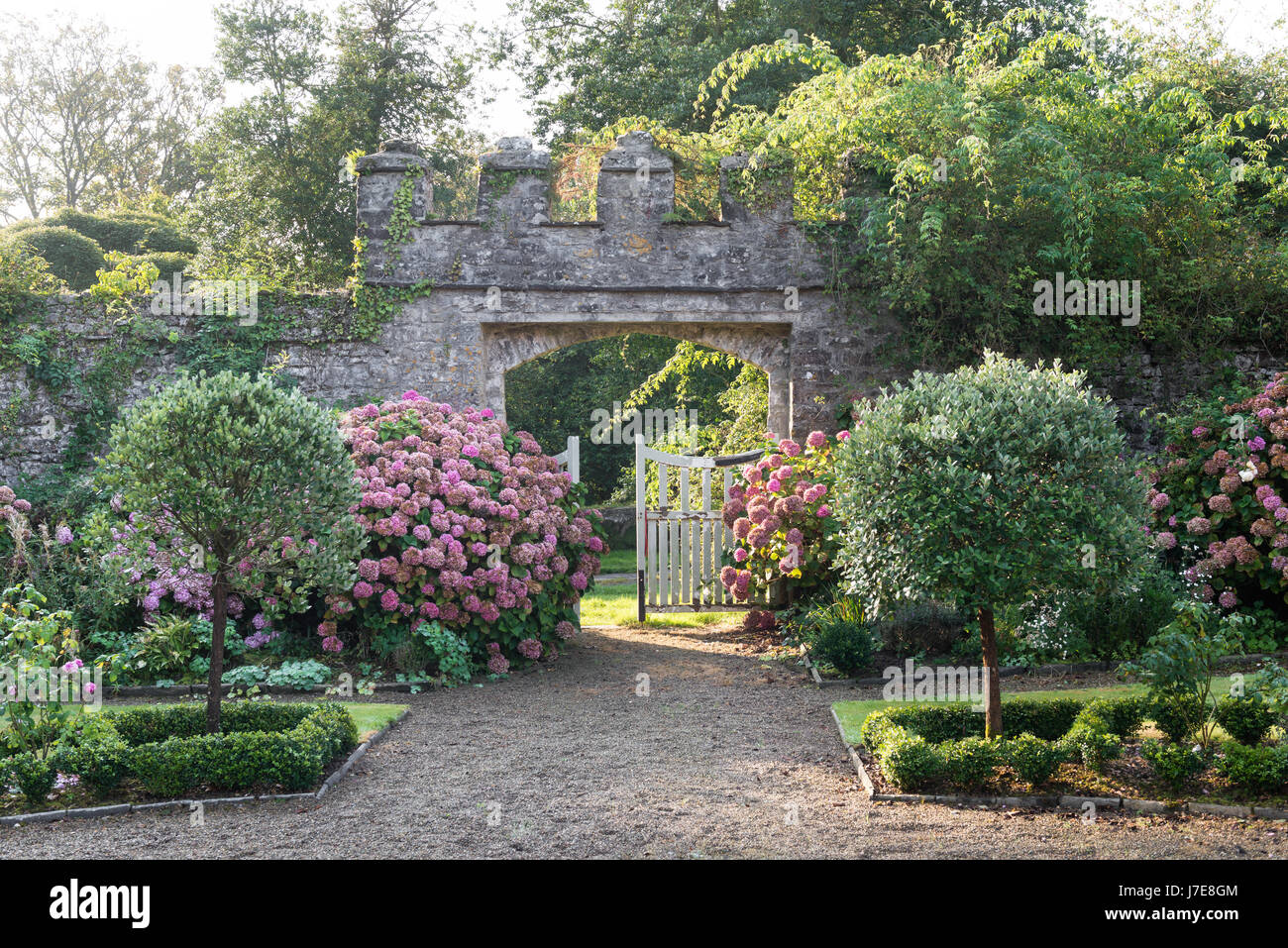Hortensias rose à la porte de la cour murée Banque D'Images
