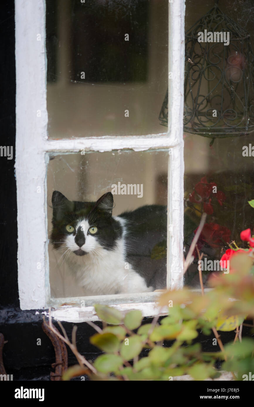 Chat noir et blanc à la recherche d'une fenêtre Banque D'Images