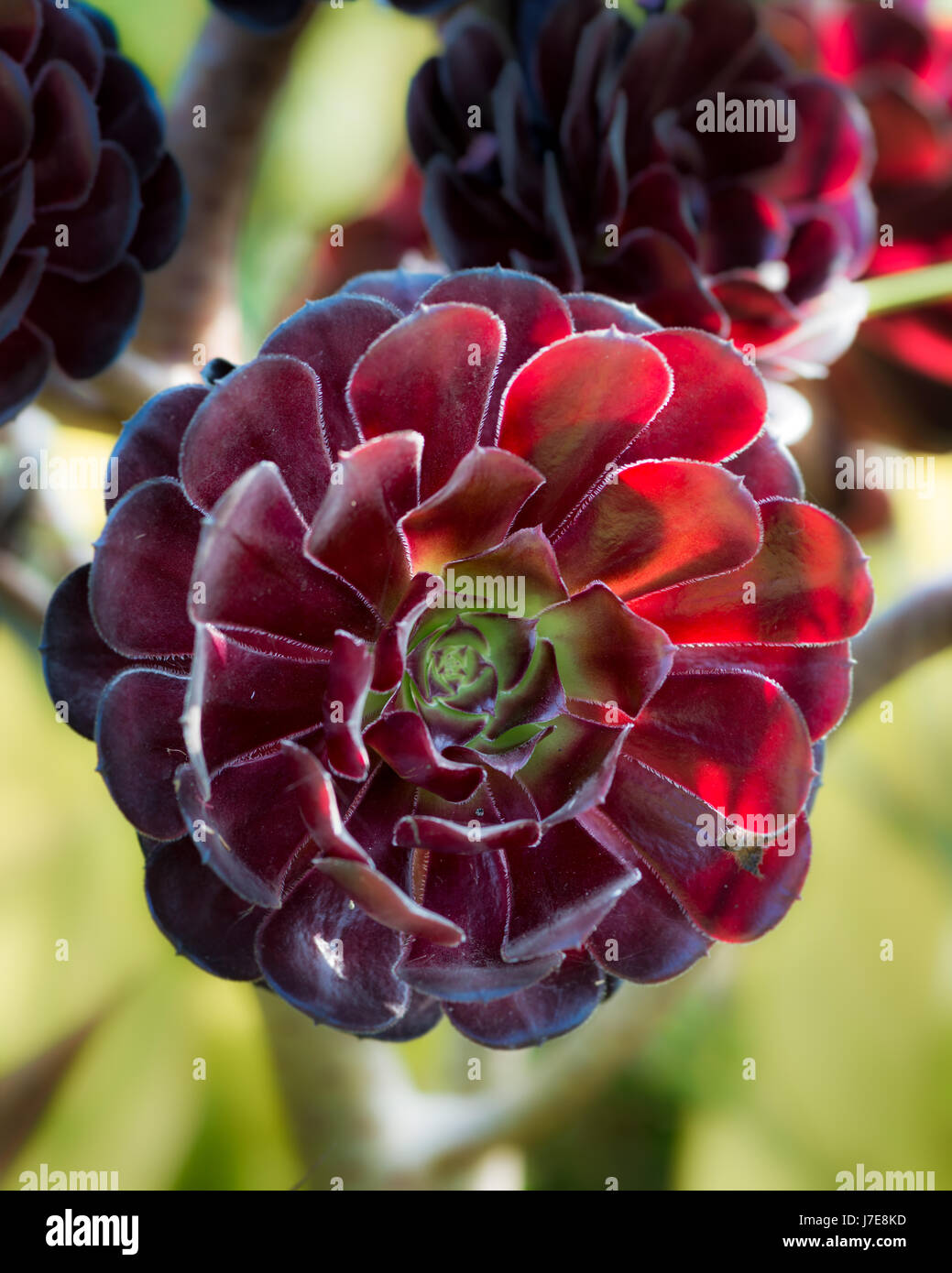 Détail d'un succulent rose noire Banque D'Images