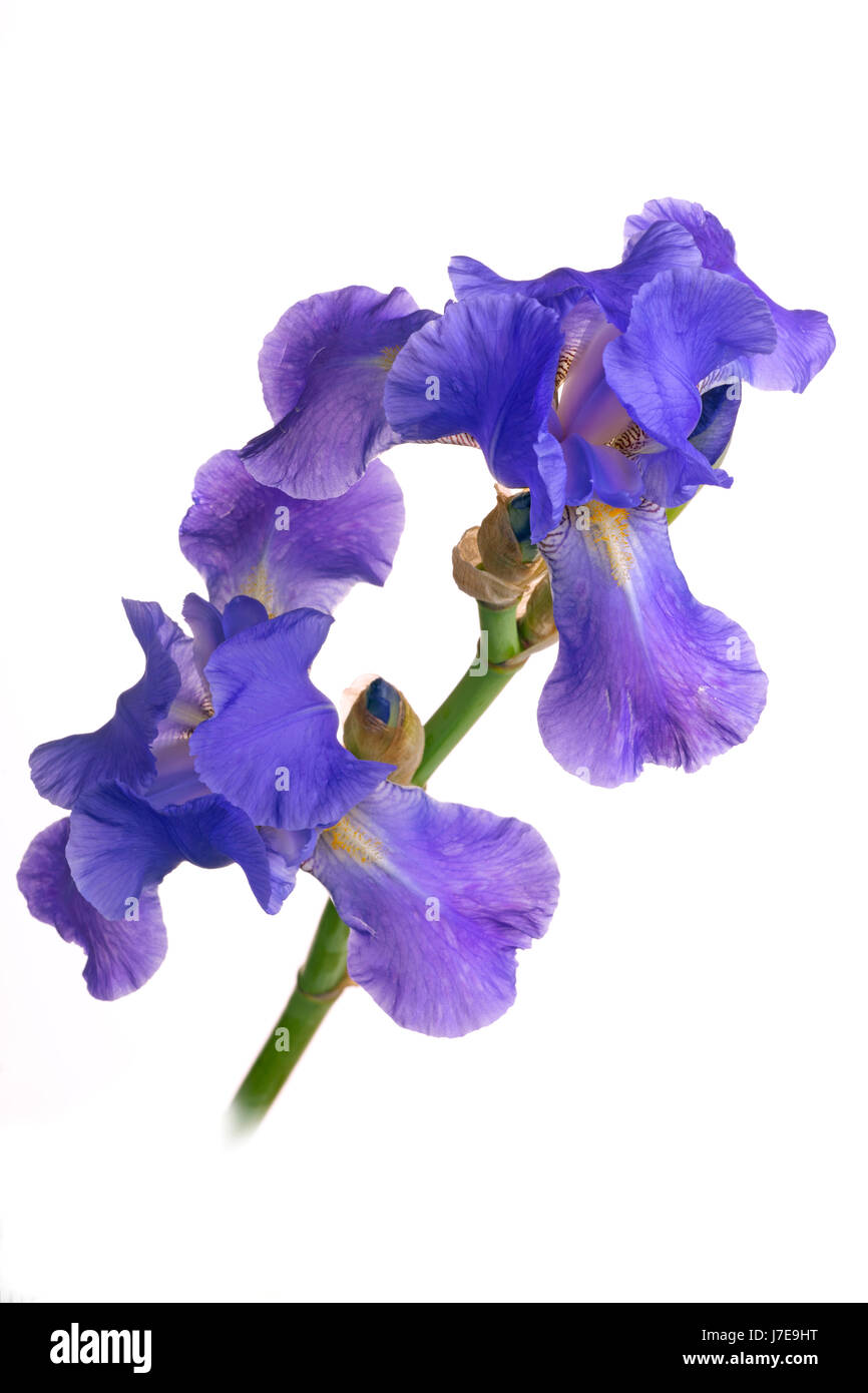 Blue-Iris cut-out in close-up Banque D'Images