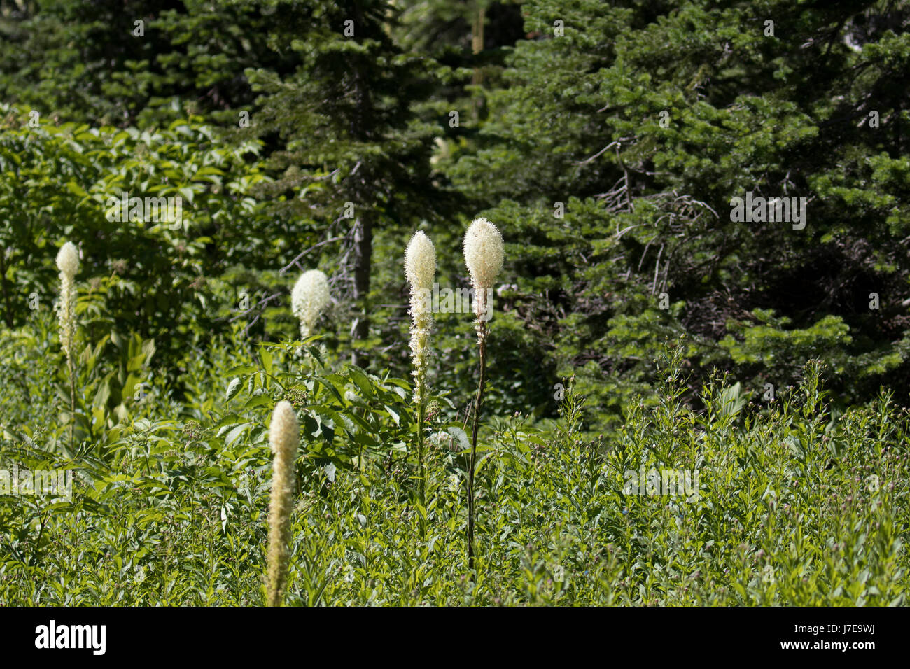 Fleurs sauvages du parc national Glacier iceberg lake landscape Banque D'Images