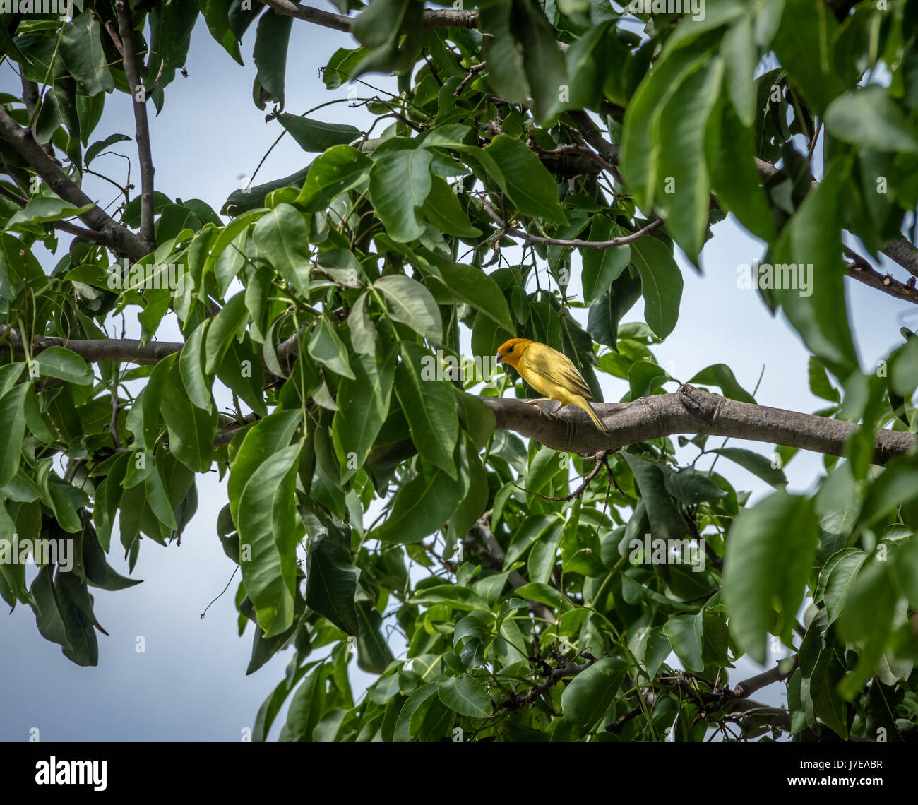 Petit oiseau jaune orange mâle jaune naine Finch (Sicalis columbiana) dans un arbre - Cali, Colombie Banque D'Images