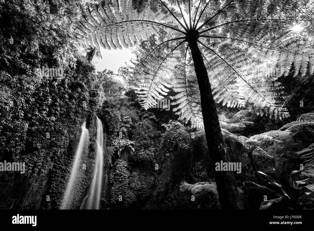 Longue exposition de l'image Jumog avec cascade fougère arborescente primitive tourné à partir d'une distance avec l'aide d'une longue exposition de la jungle environnante pour l'effet technique Banque D'Images
