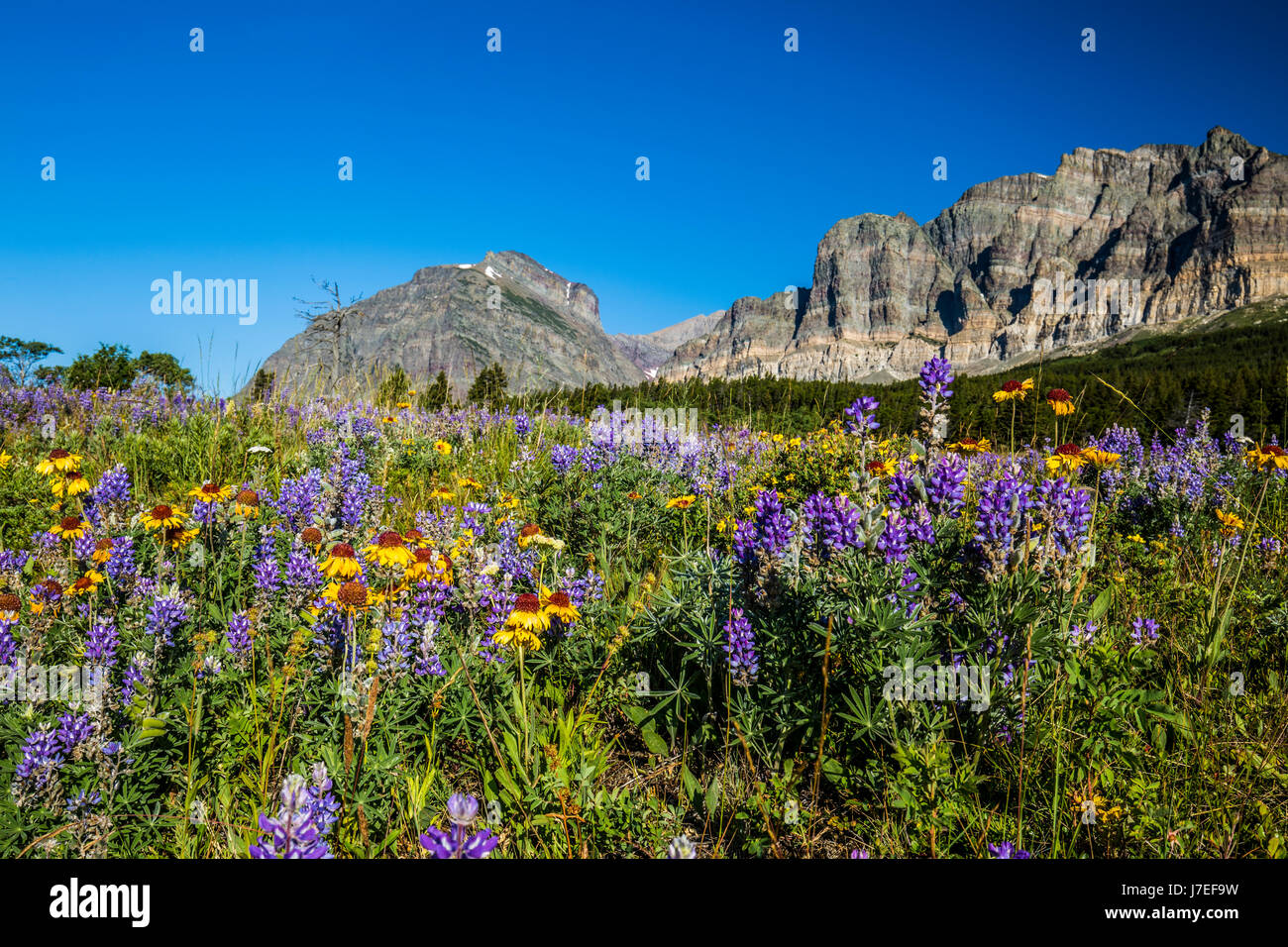 Fleur alpine Glacier National Park du Montana USA fleur Fleurs sauvages Banque D'Images