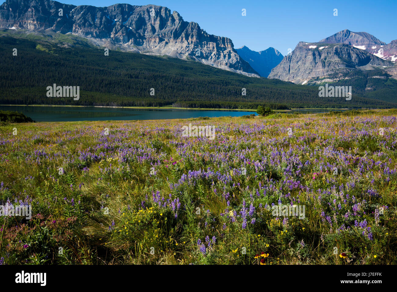 Fleur alpine Glacier National Park du Montana USA fleur Fleurs sauvages Banque D'Images