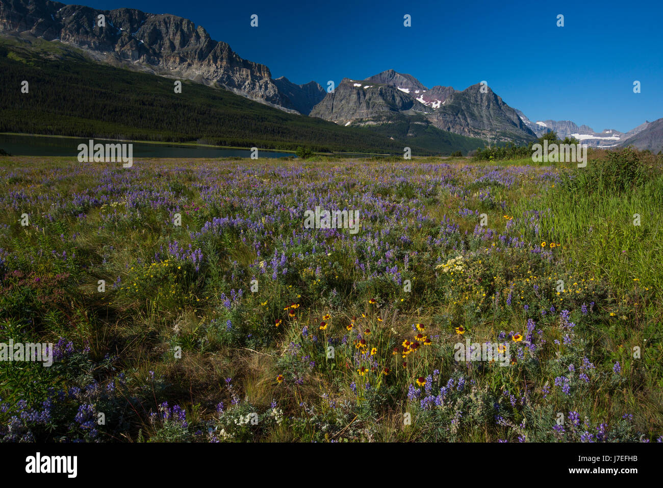 Fleur alpine Glacier National Park du Montana USA fleur Fleurs sauvages Banque D'Images