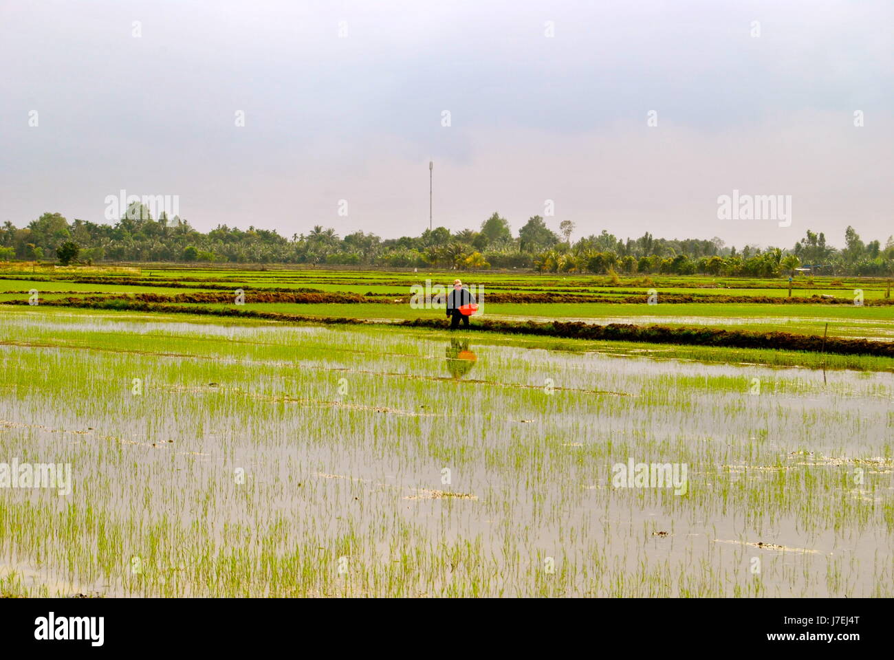 Agriculteur vietnamien, travaillant dur, province de Can Tho, Vietnam Banque D'Images