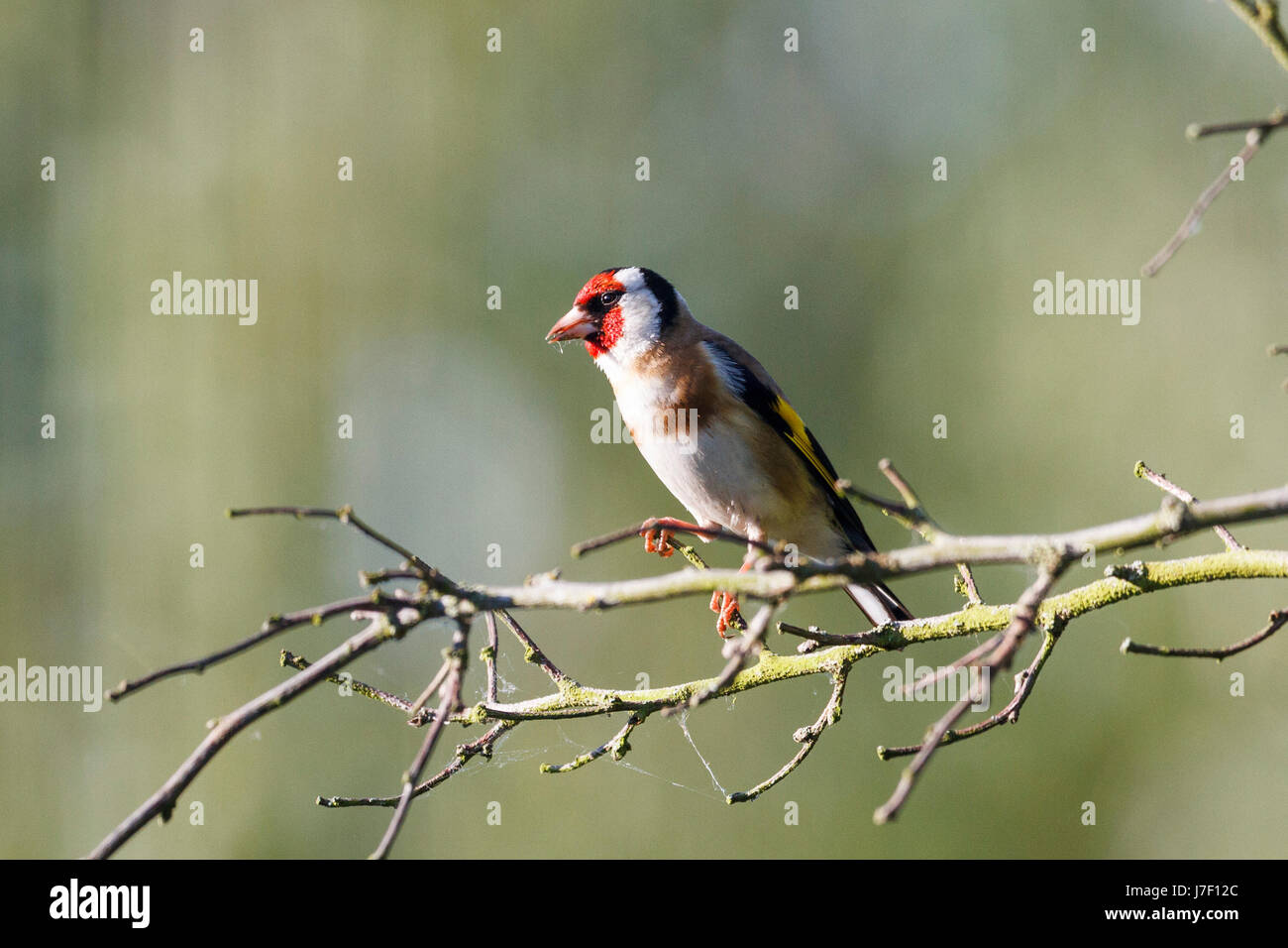 25 mai, 2017. UK weather.Un Chardonneret est assis sur un arbre par un beau matin ensoleillé dans l'East Sussex, UK Crédit : Ed Brown/Alamy Live News Banque D'Images