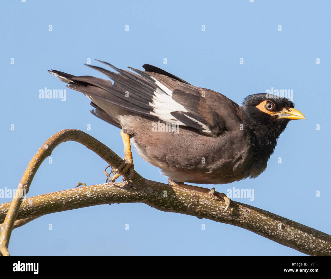 Myna commune Banque D'Images