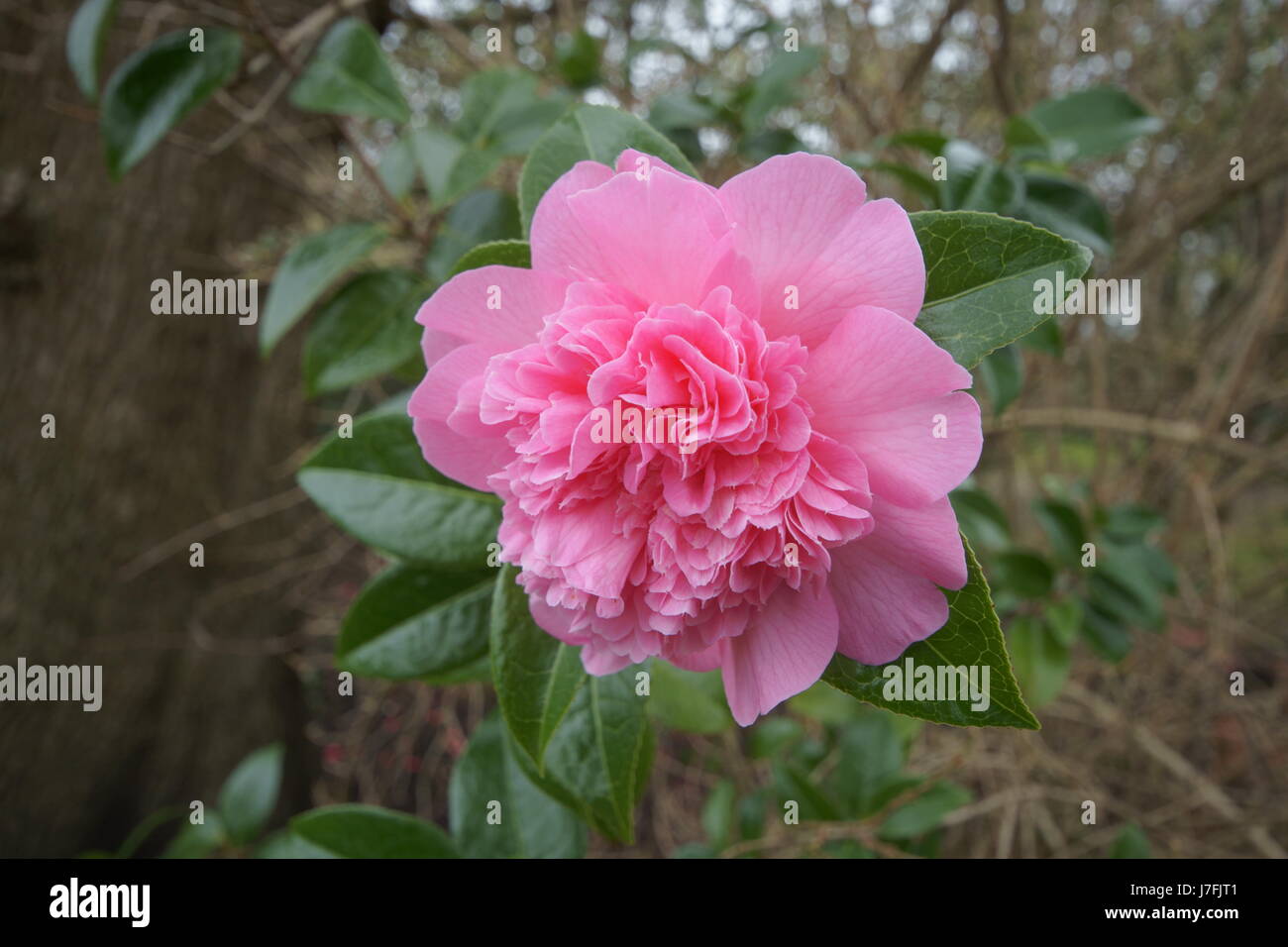 Camellia japonica 'Preston Rose' Banque D'Images