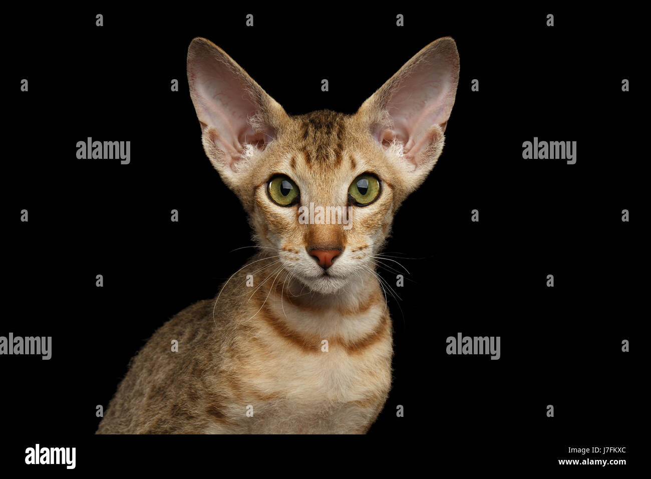 Chaton Peterbald isolé sur fond noir Banque D'Images