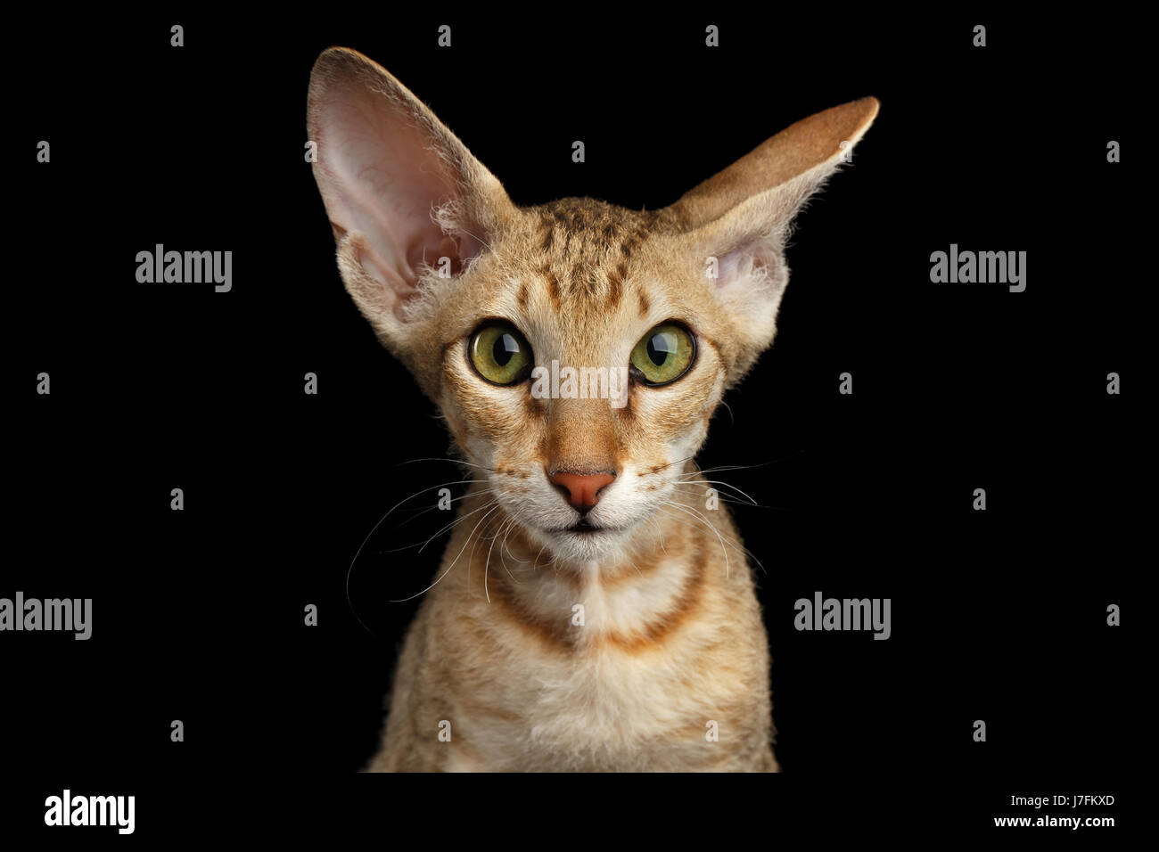 Chaton Peterbald isolé sur fond noir Banque D'Images