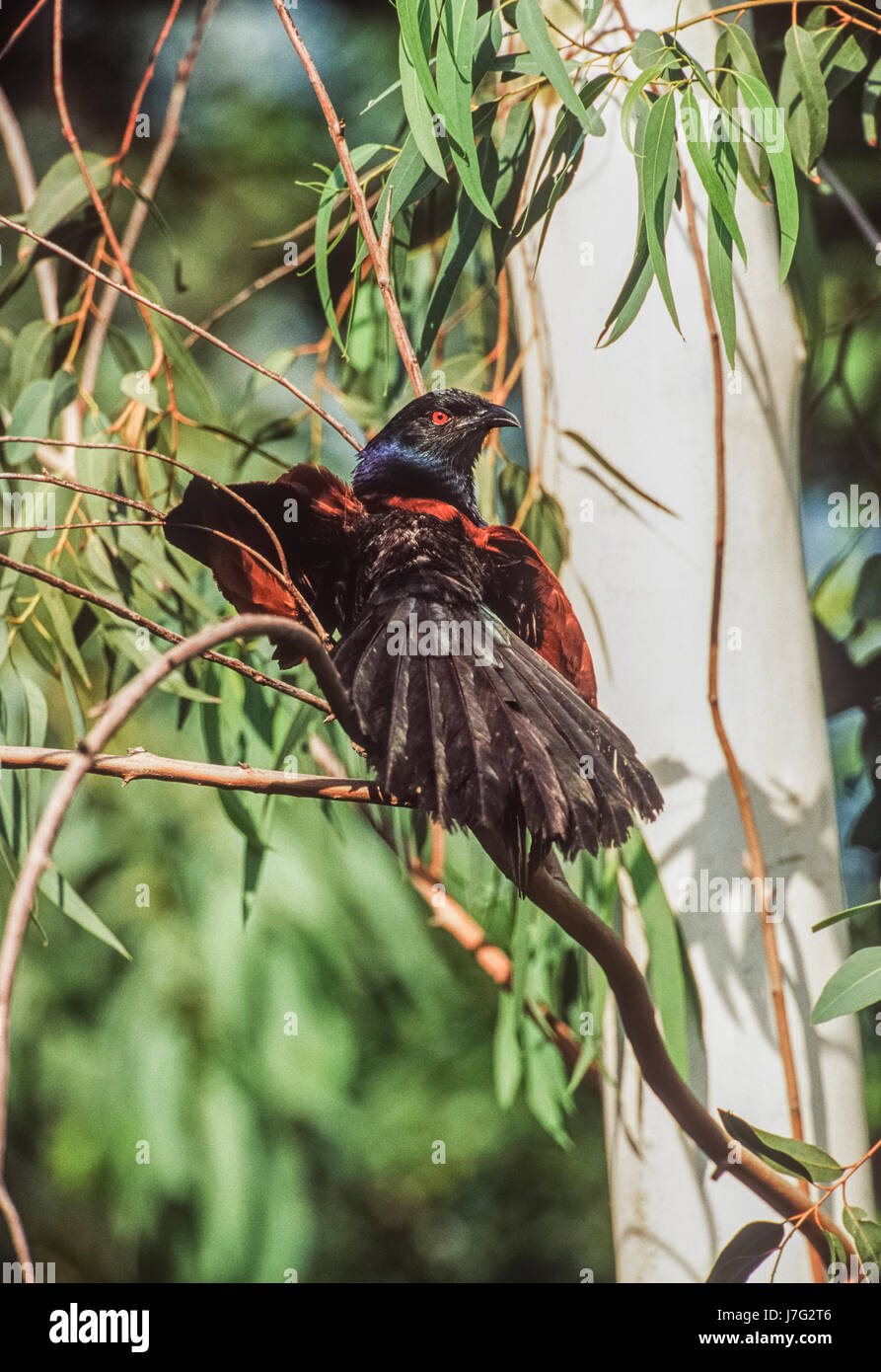 Plus coucalKeoladeo Ghana National Park, Bharatpur, Rajasthan, Inde Banque D'Images