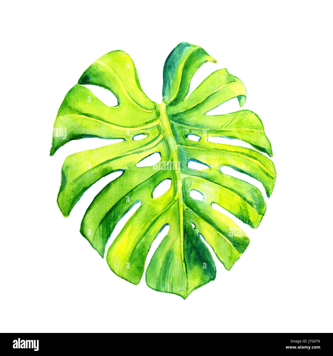 Feuille Tropical Dessin