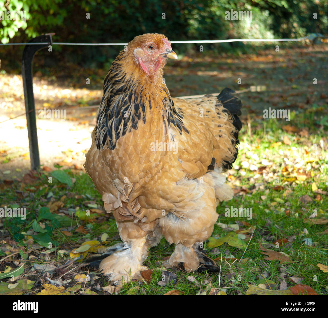 Bird farm poule poulet belle paysanne rurale beauteously animal couleur nice Banque D'Images